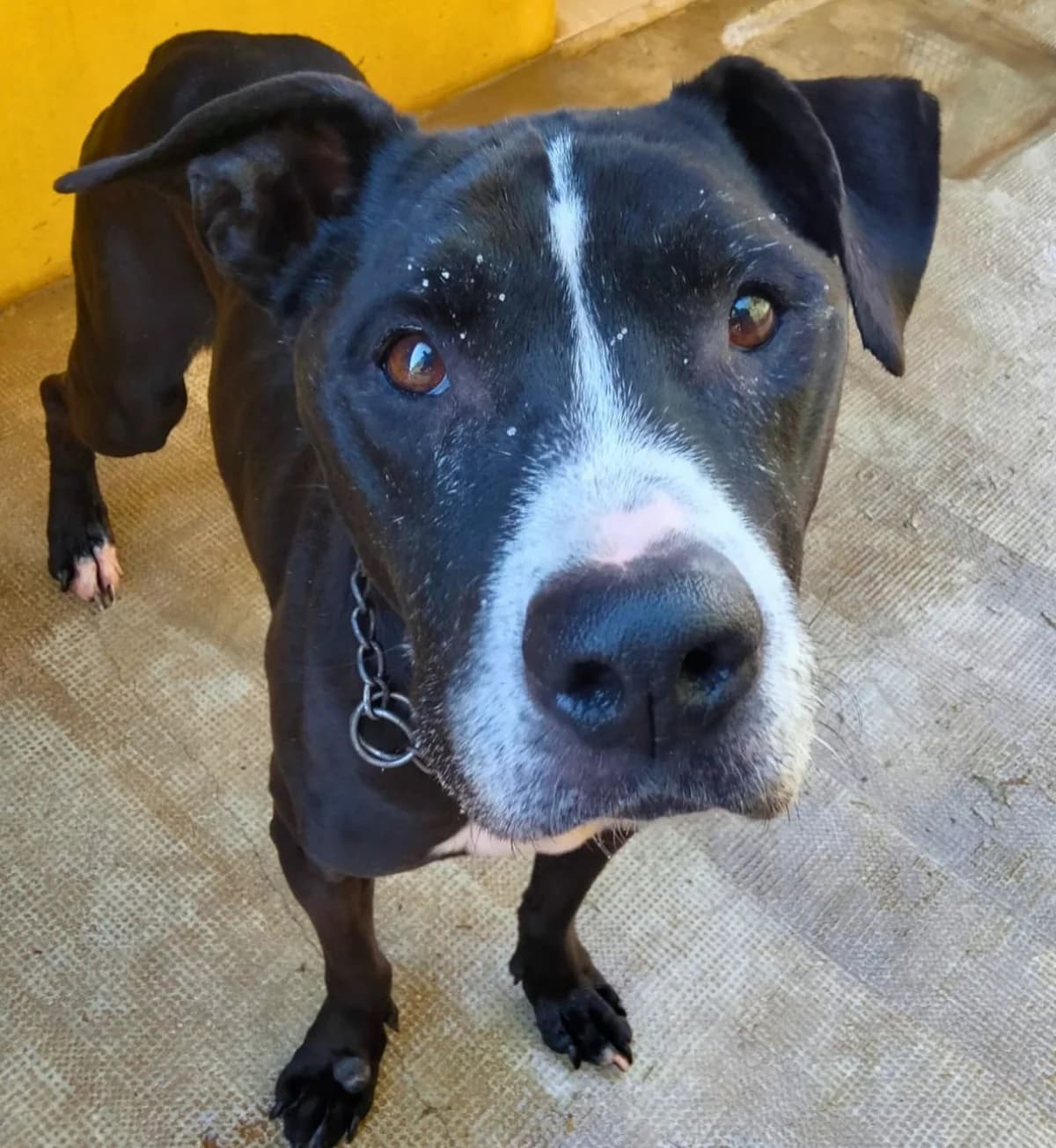 Ty, female puppy American Staffordshire Terrier for adoption at APASA Xabia, Xabia