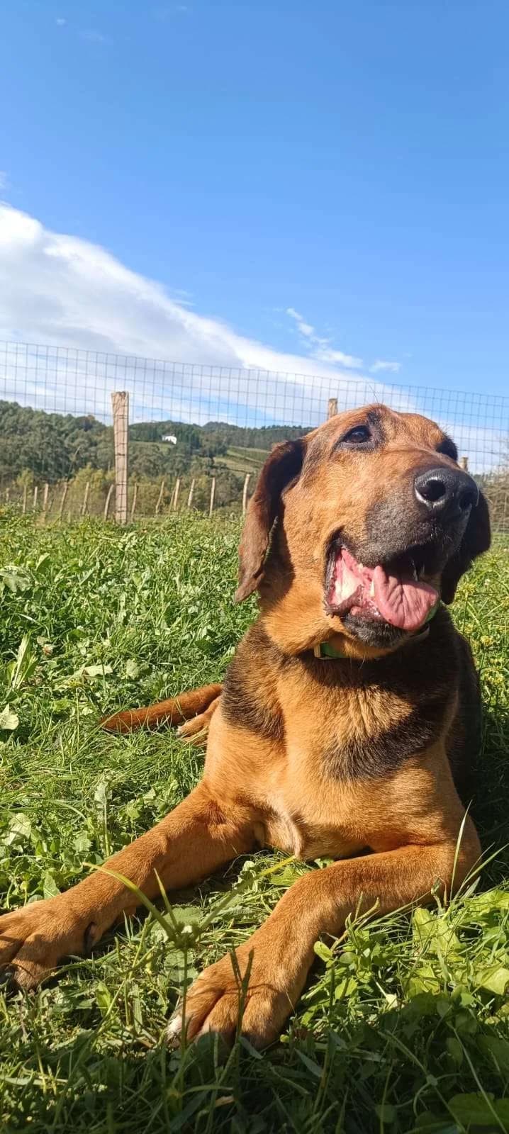 Alf (Solo apadrinamiento), male senior Mixed Breed for adoption at APA SOS Bilbao, Bilbao