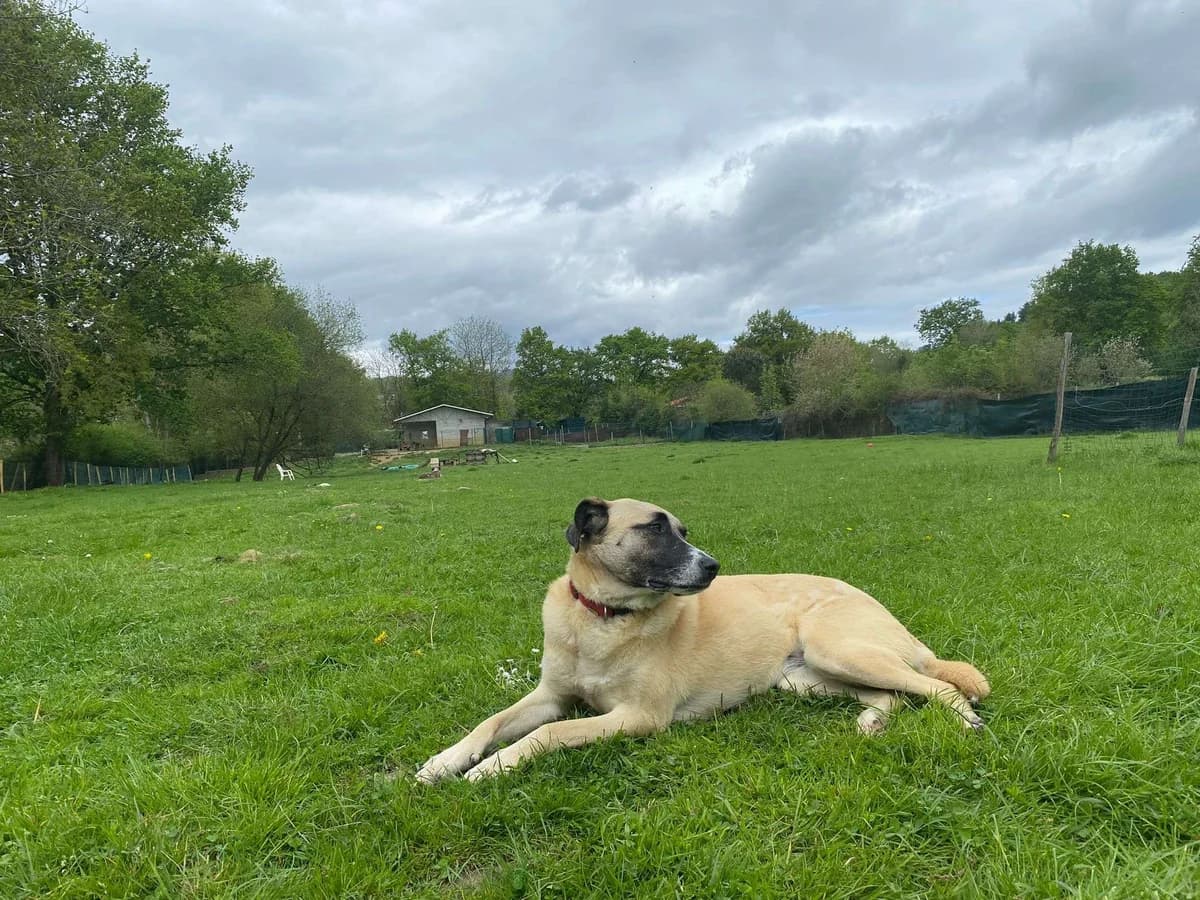 Bell (Solo apadrinamiento), female senior Mixed Breed for adoption at APA SOS Bilbao, Bilbao