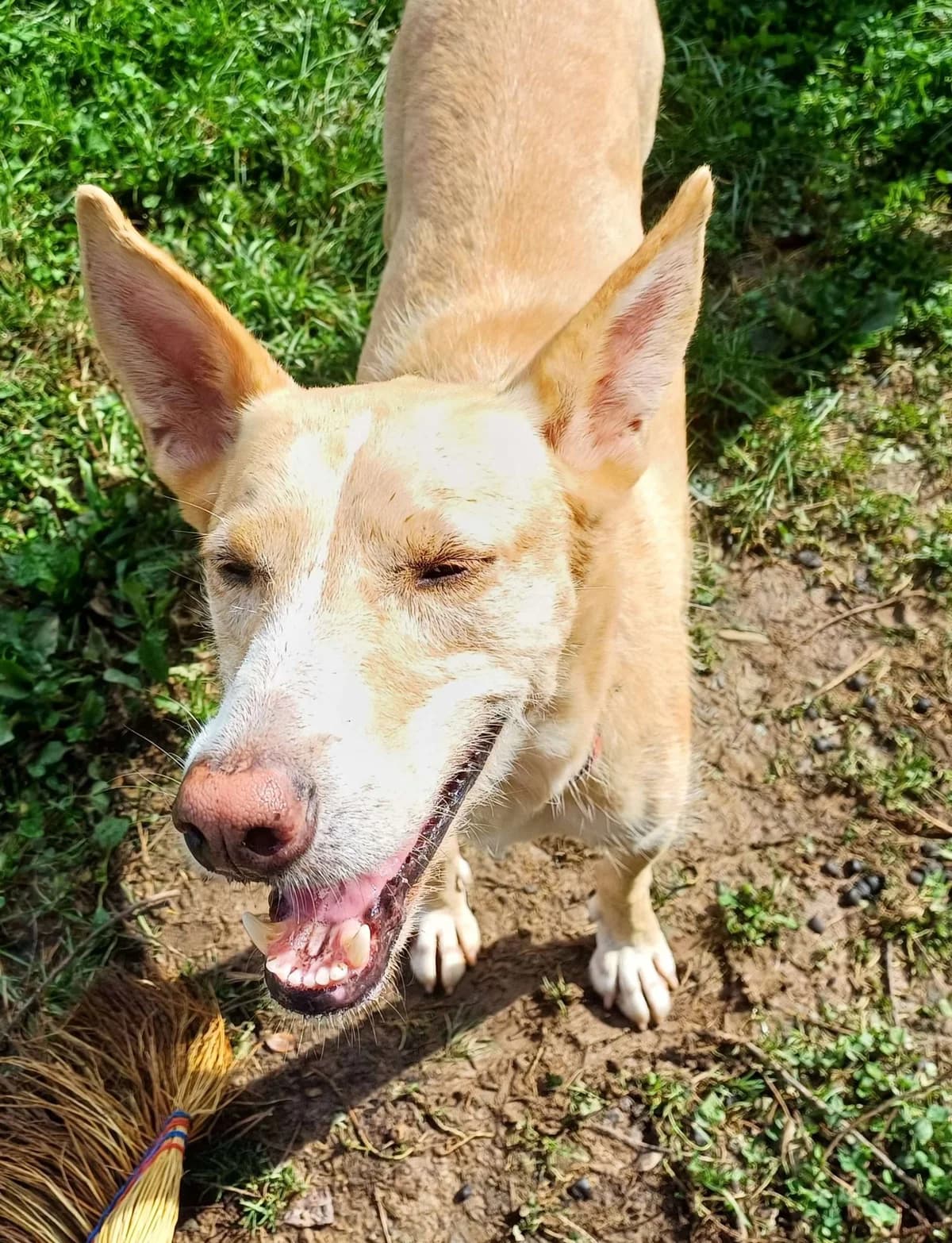Chase (Solo apadrinamiento), male senior Mixed Breed for adoption at APA SOS Bilbao, Bilbao