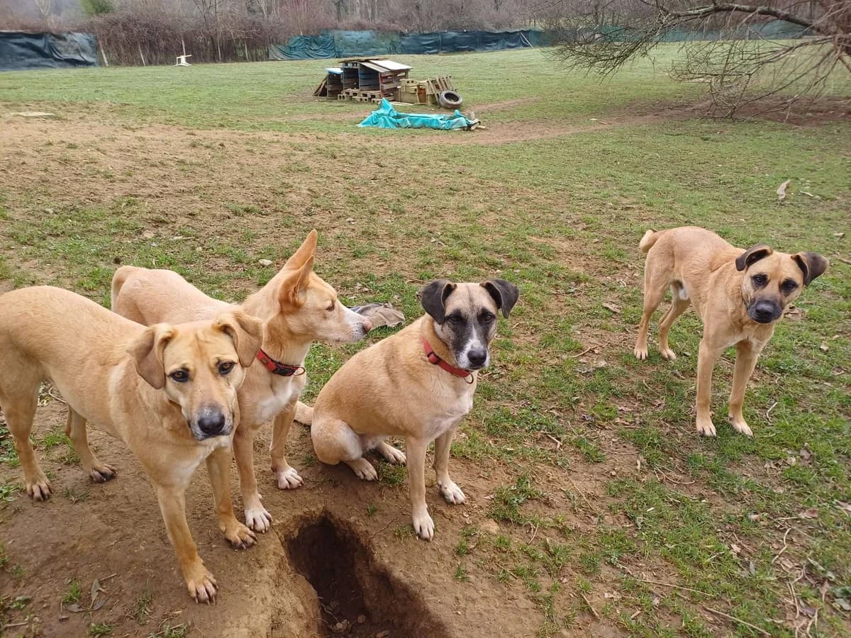 Cota (Solo apadrinamiento), female senior Mixed Breed for adoption at APA SOS Bilbao, Bilbao