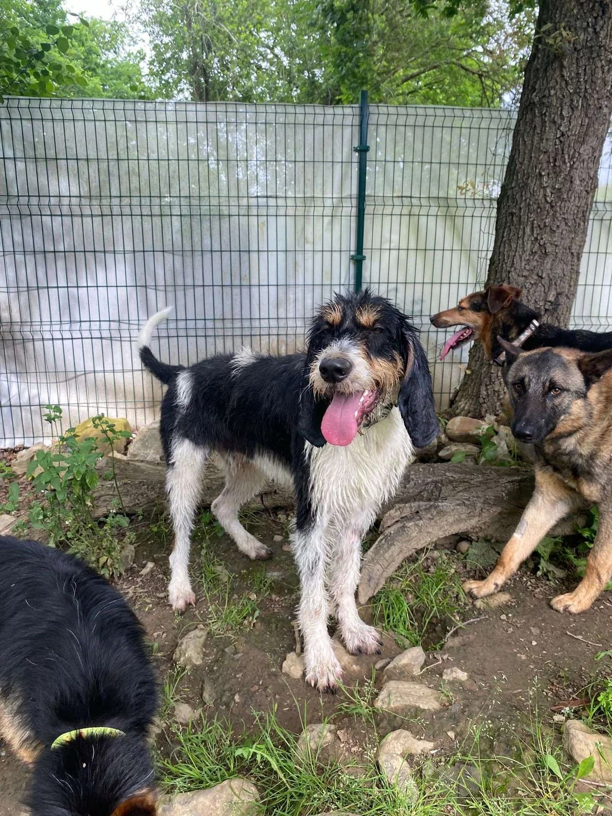 Ekhi, male Mixed Breed for adoption at APA SOS Bilbao, Bilbao