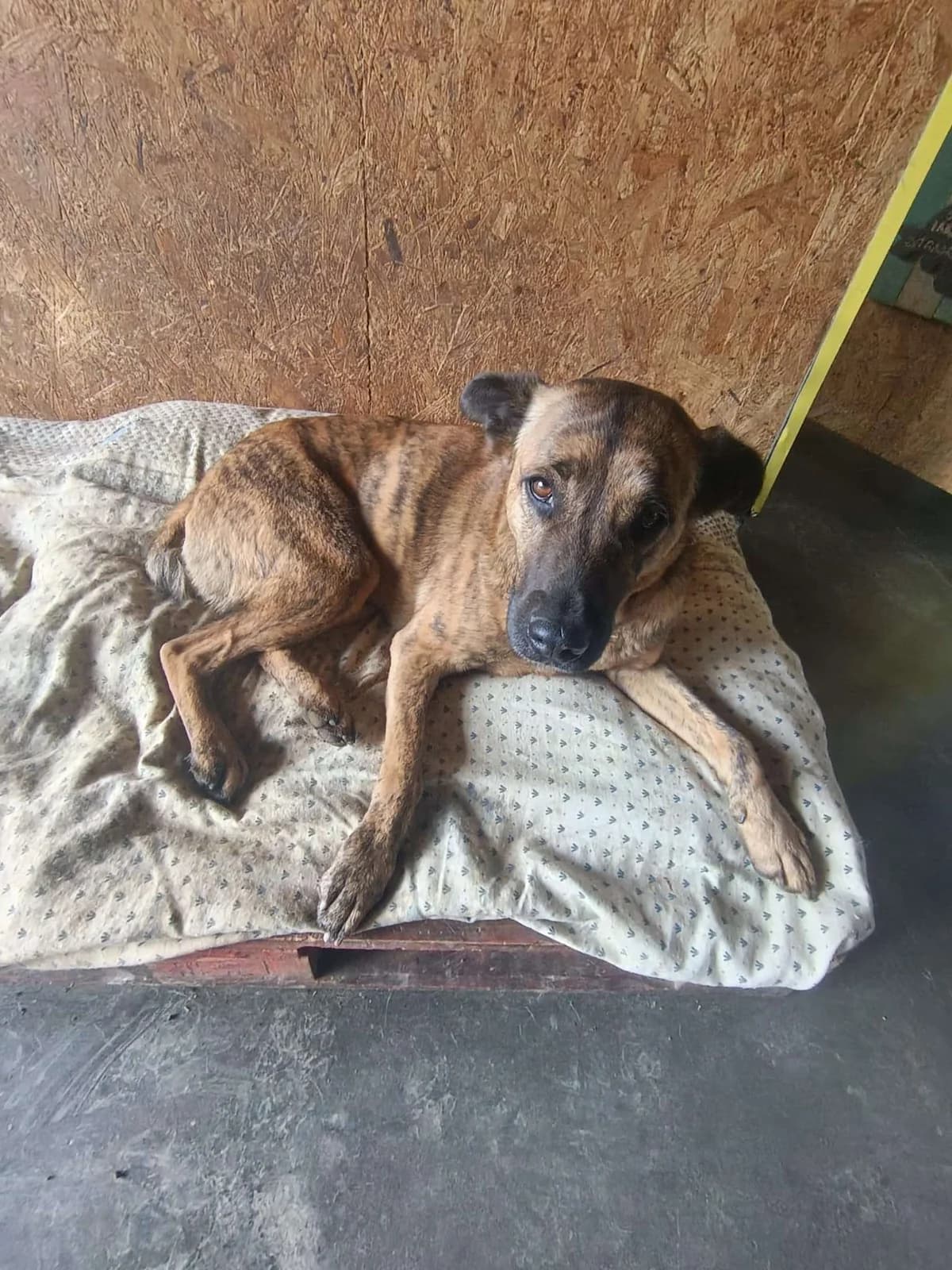 Harai, female 4yo Belgian Malinois for adoption at APA SOS Bilbao, Bilbao