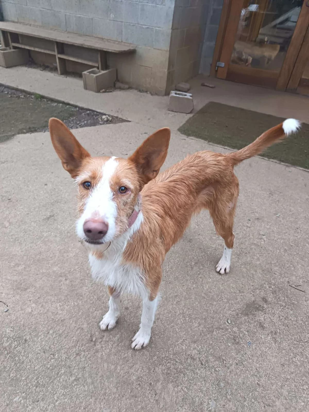 Kala, female 5yo Podenco for adoption at APA SOS Bilbao, Bilbao
