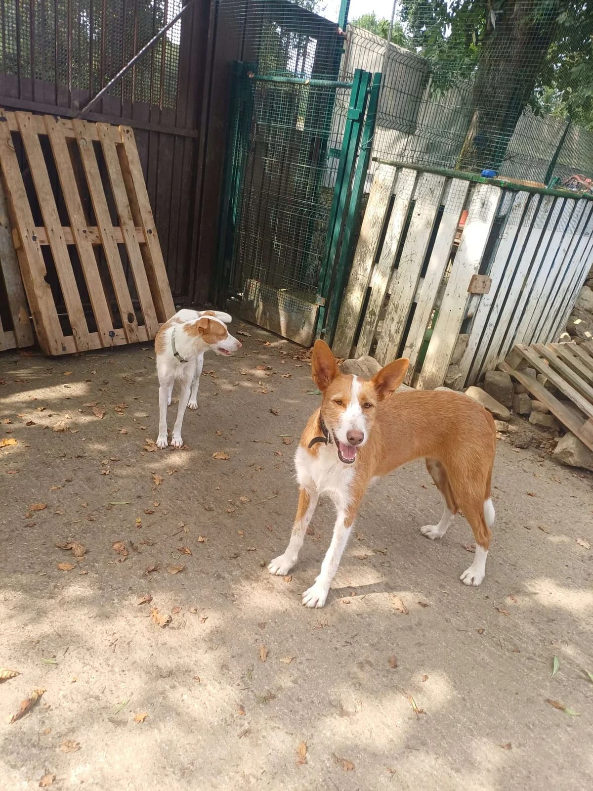 Kala, female 5yo Podenco for adoption at APA SOS Bilbao, Bilbao