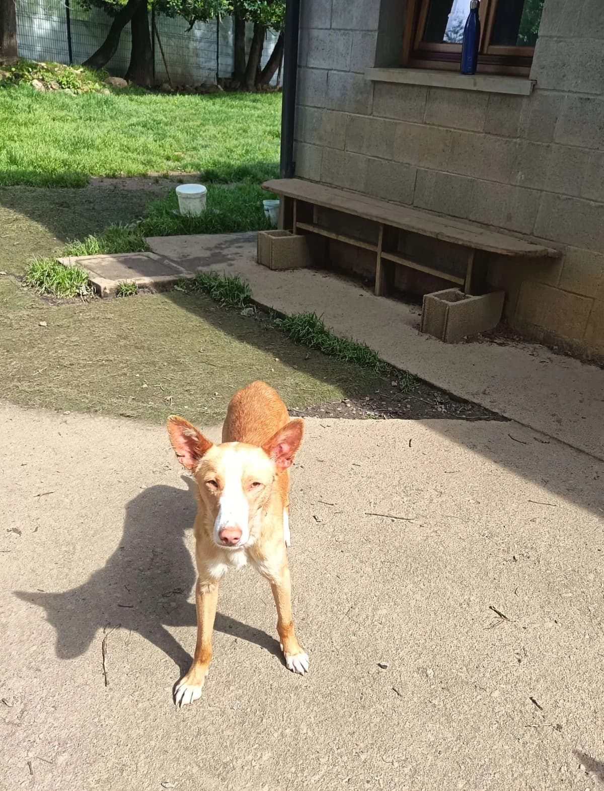 Kron, male young Podenco for adoption at APA SOS Bilbao, Bilbao