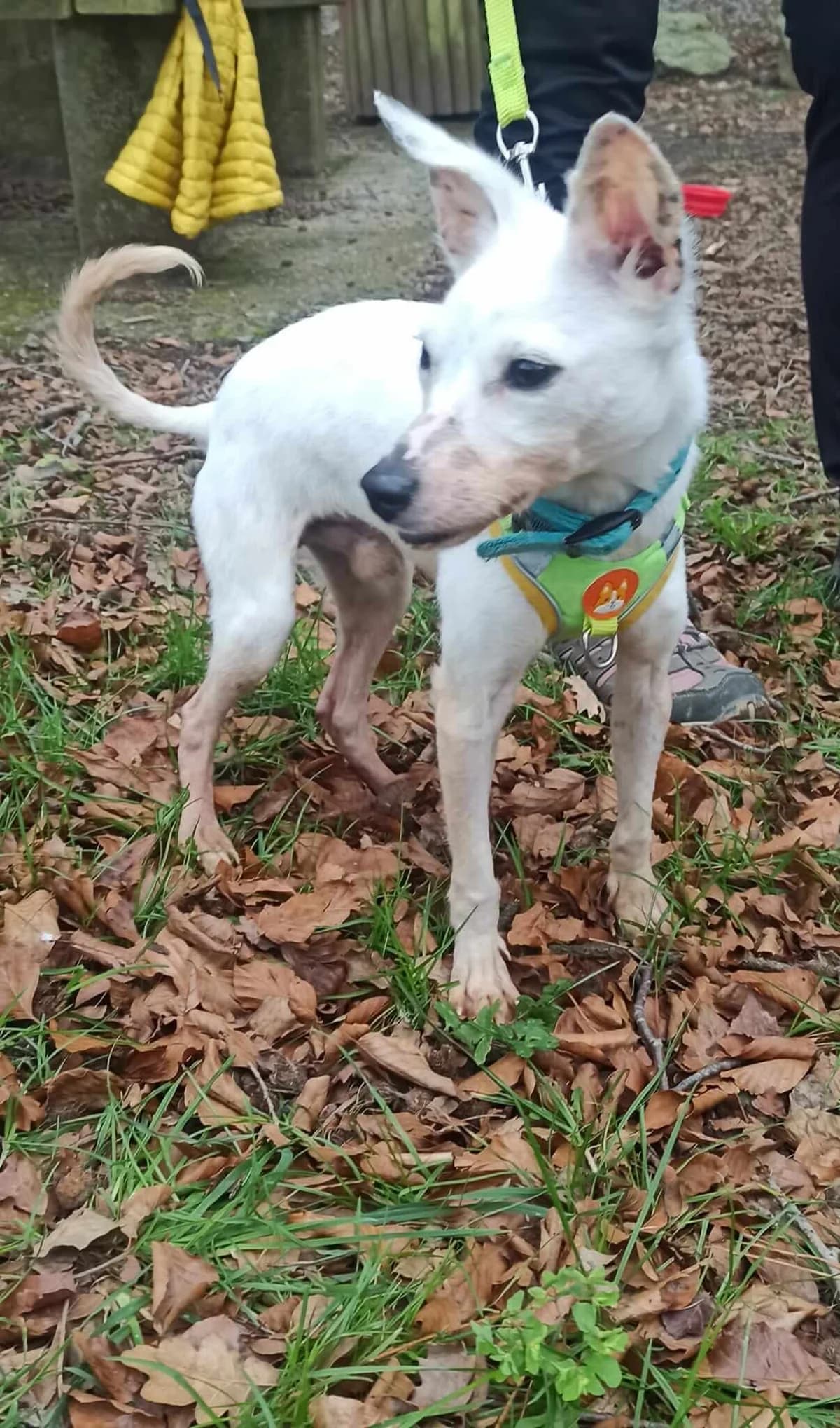 Kunai (Solo apadrinamiento), male young Mixed Breed for adoption at APA SOS Bilbao, Bilbao