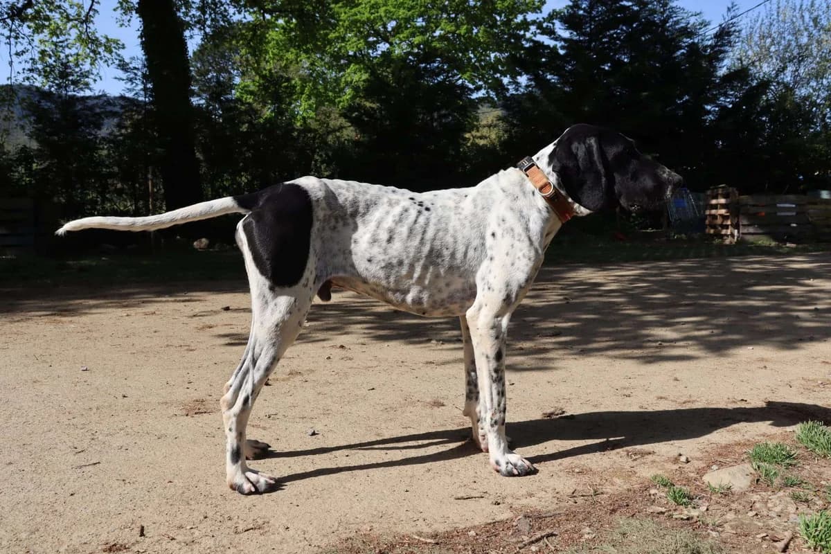 Pirata, male 3yo German Shorthaired Pointer for adoption at APA SOS Bilbao, Bilbao