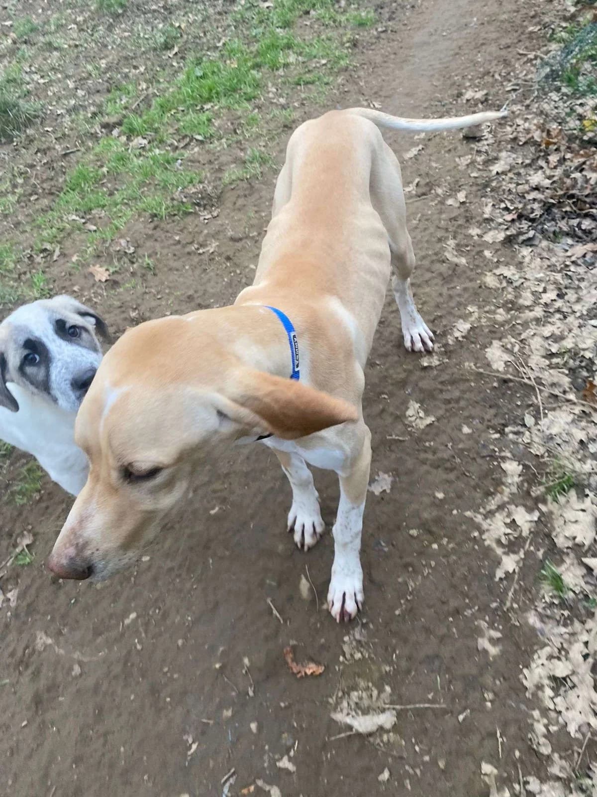 Pluma, male 3yo Pointer for adoption at APA SOS Bilbao, Bilbao