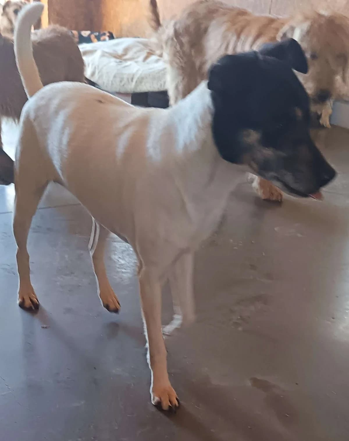 Peka, Jawira y Fiume (No disponibles aún), female 3yo mixed breed for adoption at APA SOS Bilbao, Bilbao