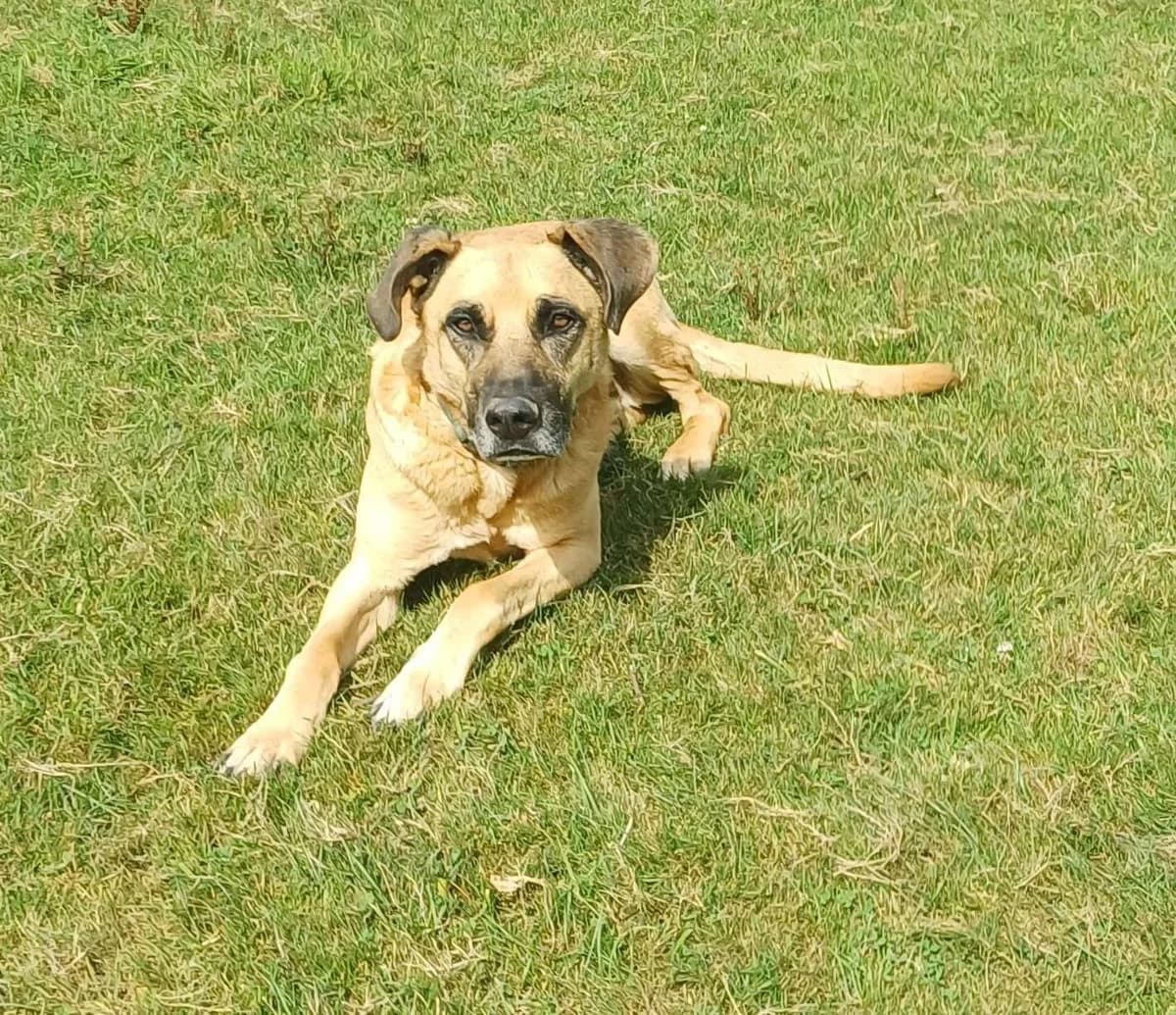 Rufo (Solo apadrinamiento), male senior Mixed Breed for adoption at APA SOS Bilbao, Bilbao