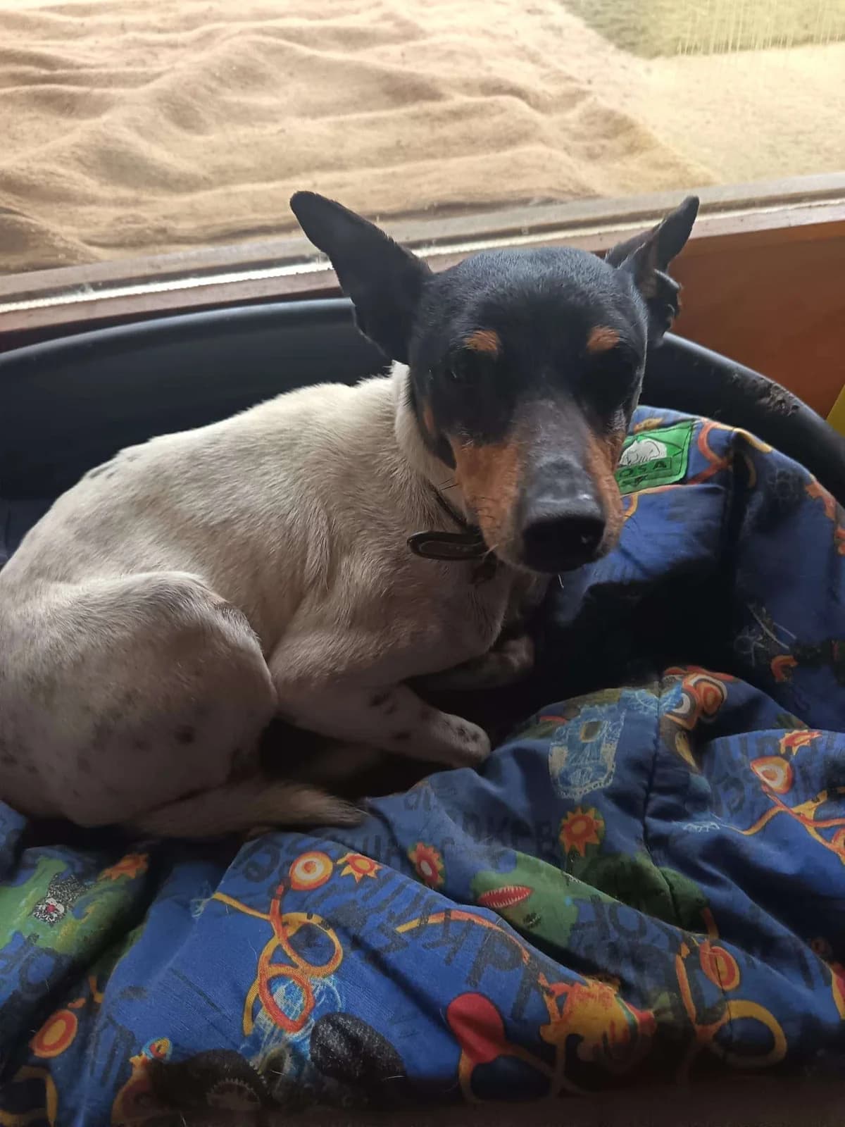 Sun, male 7yo Bodeguero Andaluz for adoption at APA SOS Bilbao, Bilbao