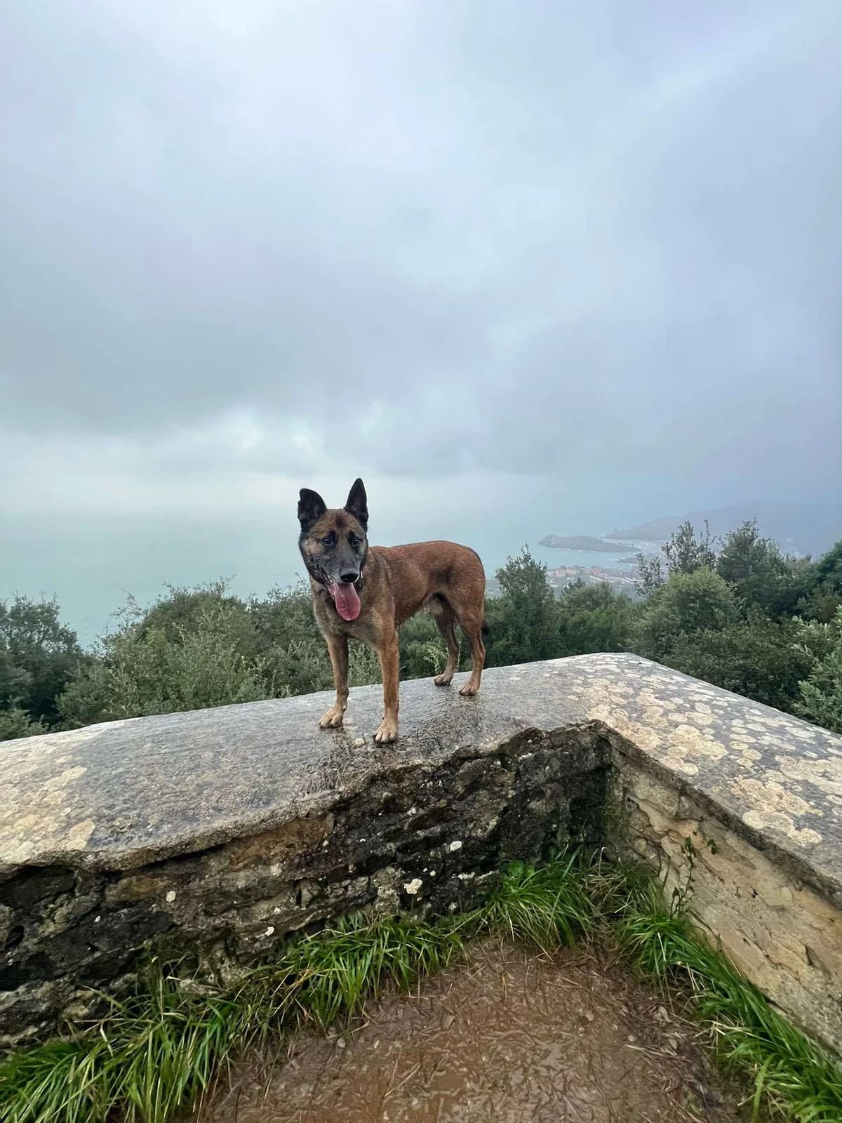 Thanos, male 7yo Belgian Malinois for adoption at APA SOS Bilbao, Bilbao