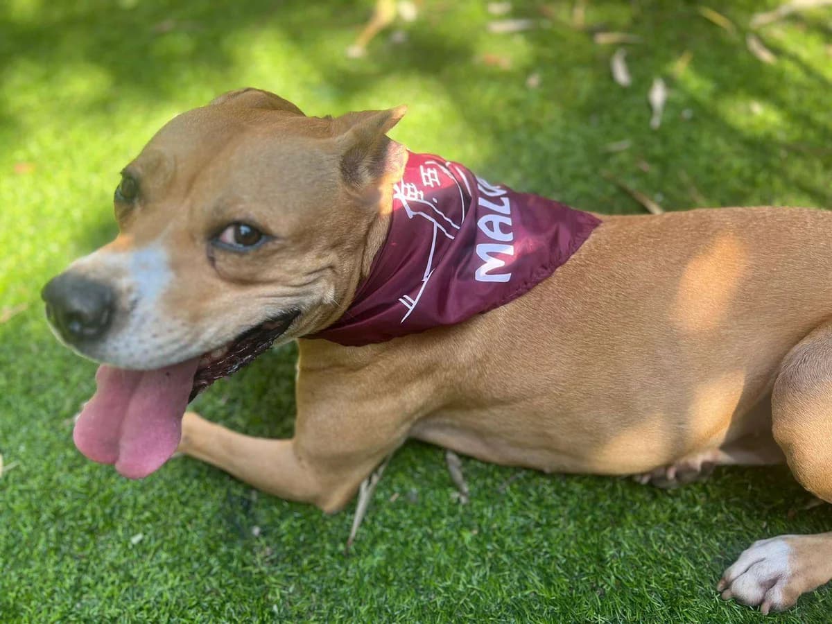 Tisana, female Pit Bull Terrier for adoption at APA SOS Bilbao, Bilbao