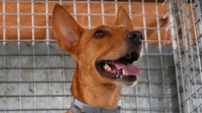 Palop, male Mixed Breed for adoption at APROP Animal Shelter Pego