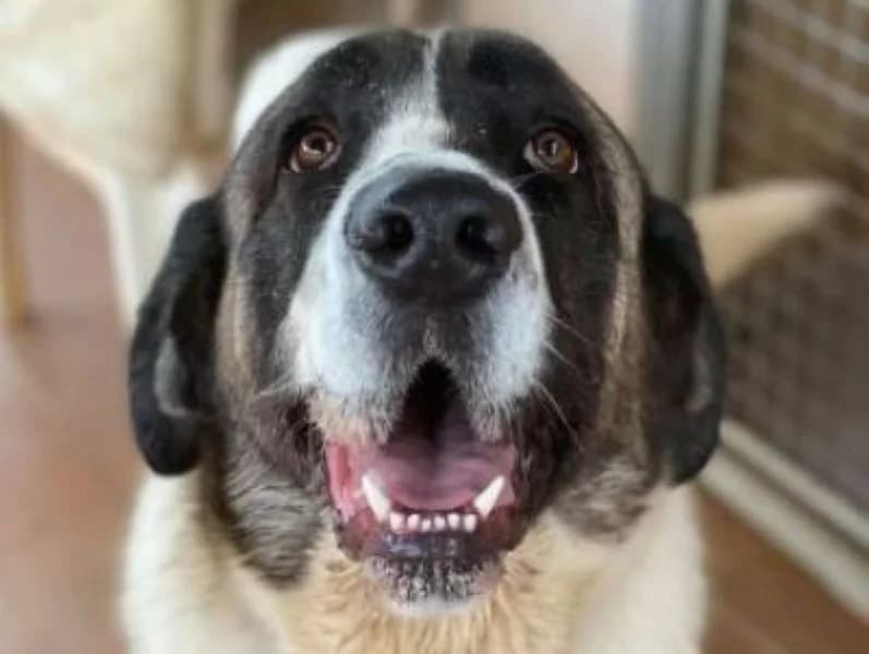 Template Dog Post, male Mixed Breed for adoption at APROP Animal Shelter Pego