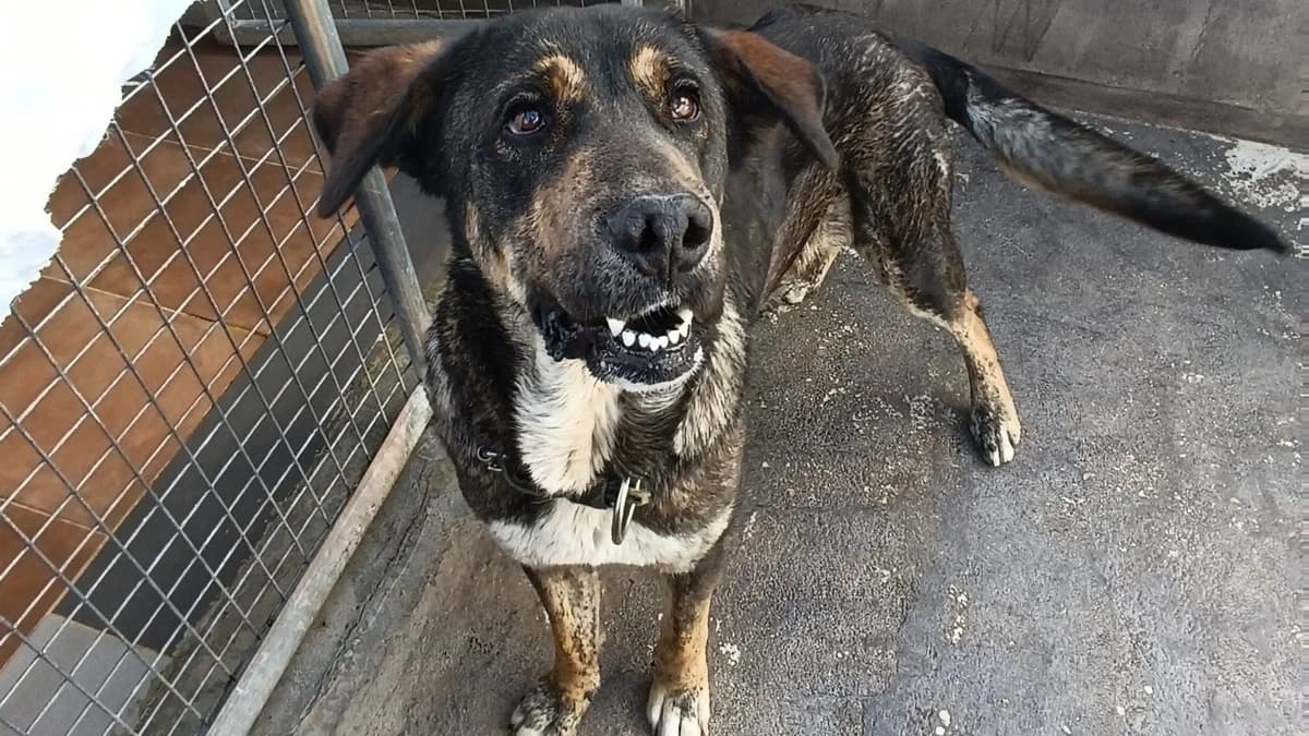 Pancho, male Mixed Breed for adoption at APROP Animal Shelter Pego