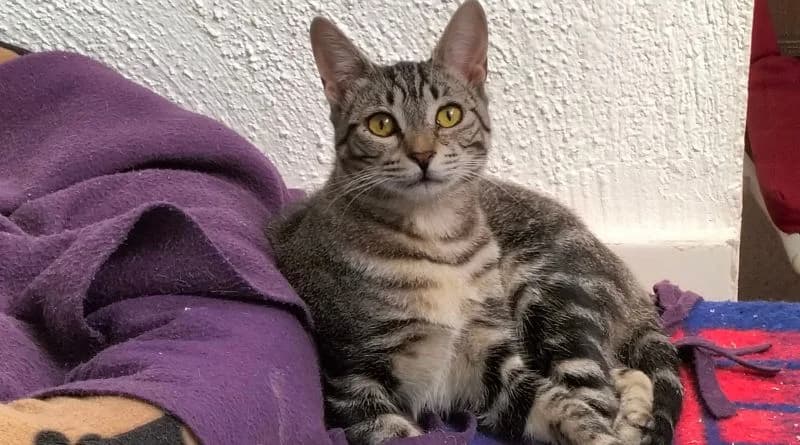 Marta, female Mixed Breed for adoption at APROP Animal Shelter Pego