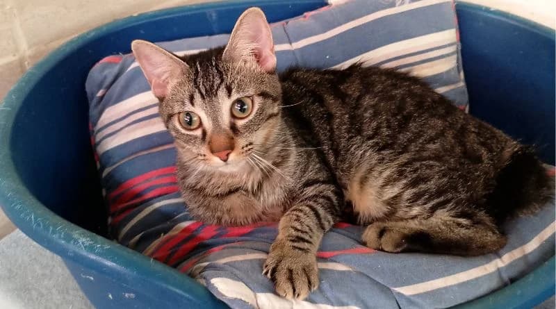 Kilian, male Mixed Breed for adoption at APROP Animal Shelter Pego