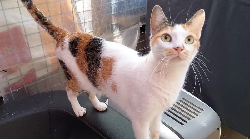 Enya, female Mixed Breed for adoption at APROP Animal Shelter Pego