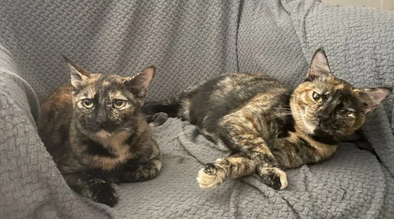 Barbie & Cati, female Mixed Breed for adoption at APROP Animal Shelter Pego