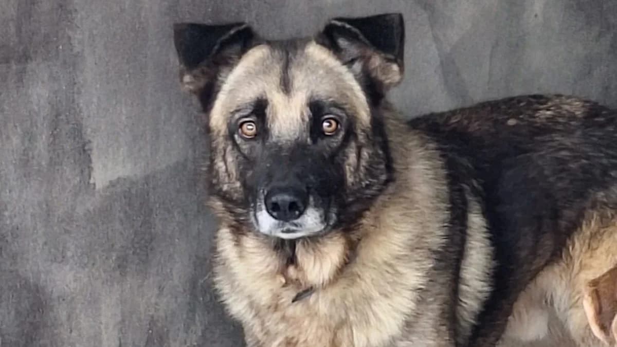 Ferran, male Mixed Breed for adoption at APROP Animal Shelter Pego
