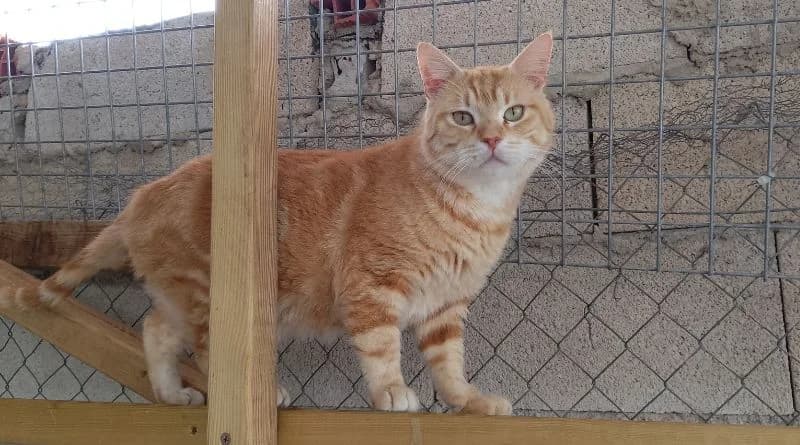 Gustavo, male Mixed Breed for adoption at APROP Animal Shelter Pego