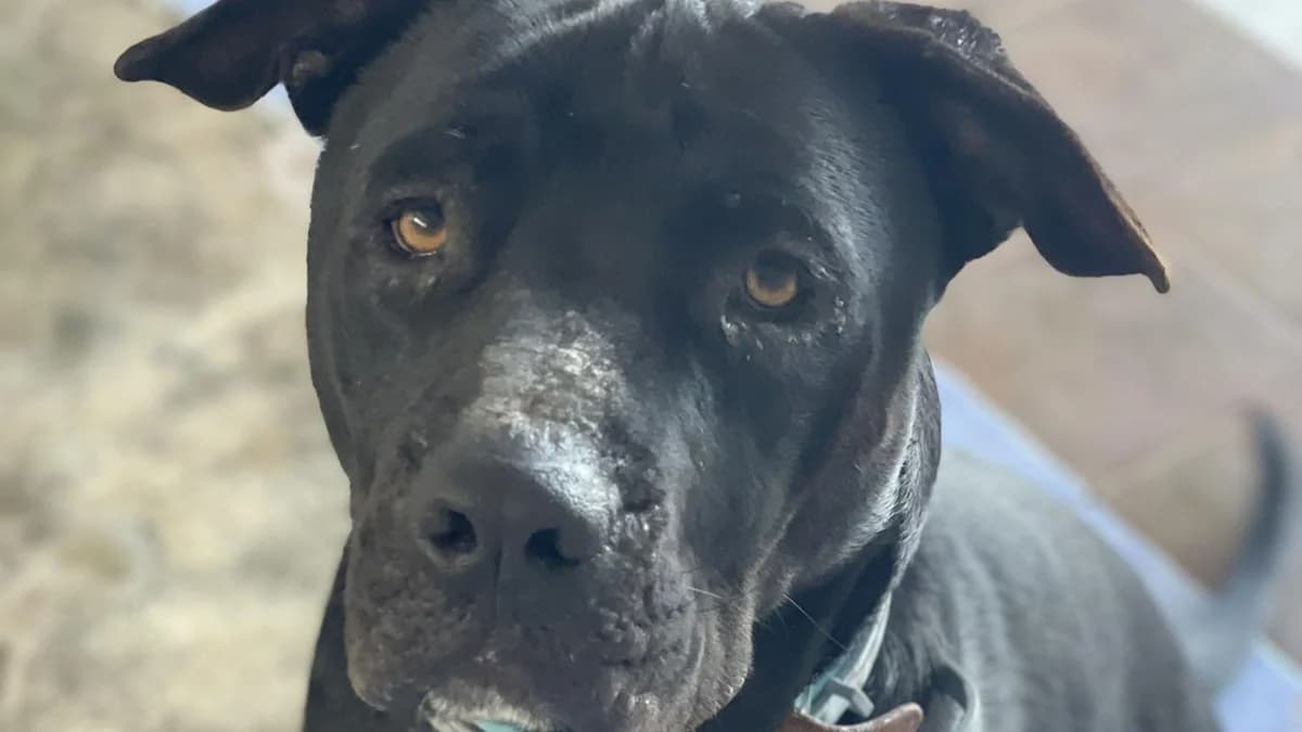 Aston, male Mixed Breed for adoption at APROP Animal Shelter Pego