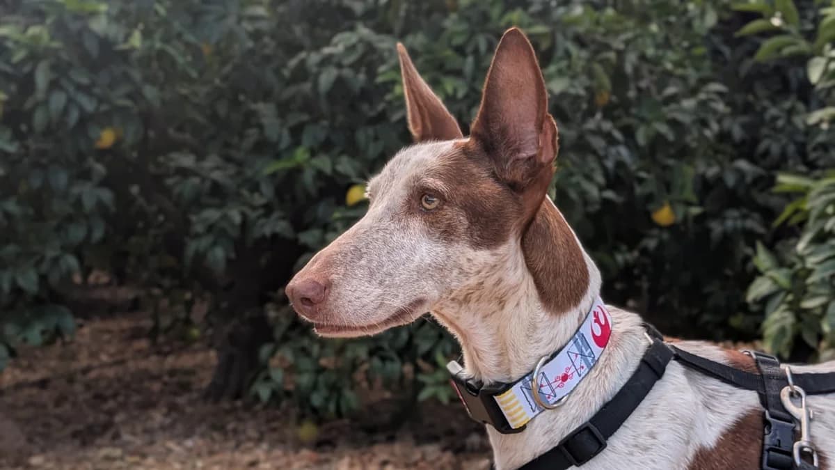 Alice, female Mixed Breed for adoption at APROP Animal Shelter Pego