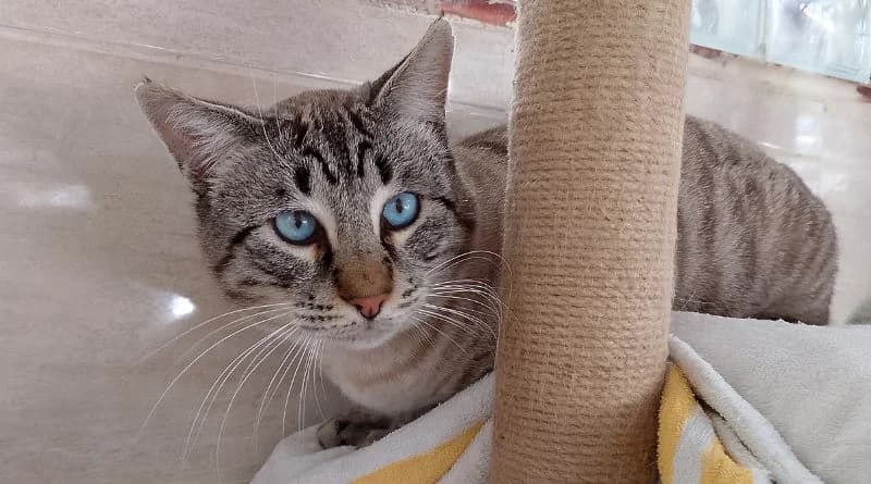 Turrón, male Mixed Breed for adoption at APROP Animal Shelter Pego