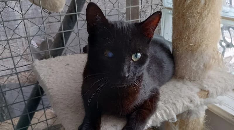 Negrita, female Mixed Breed for adoption at APROP Animal Shelter Pego