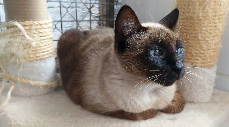 Sushi, female Mixed Breed for adoption at APROP Animal Shelter Pego