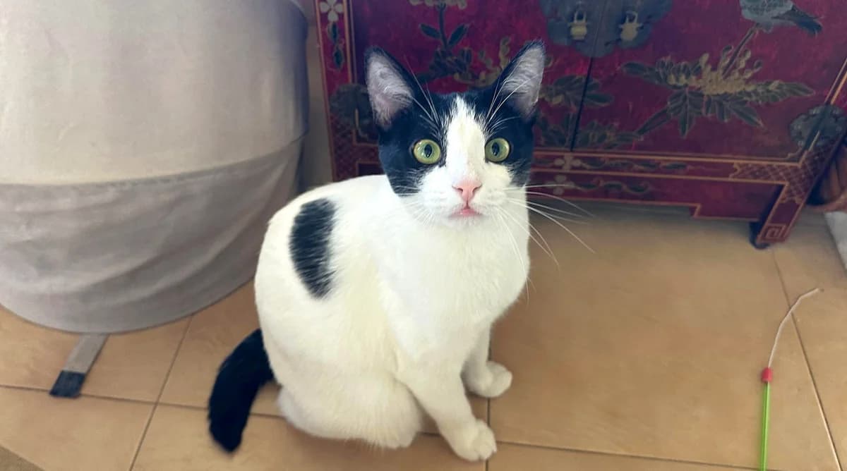 Unix, male Mixed Breed for adoption at APROP Animal Shelter Pego