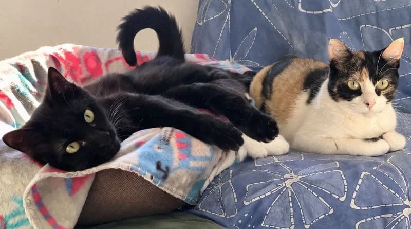 Zephyr & Zoe, female Mixed Breed for adoption at APROP Animal Shelter Pego