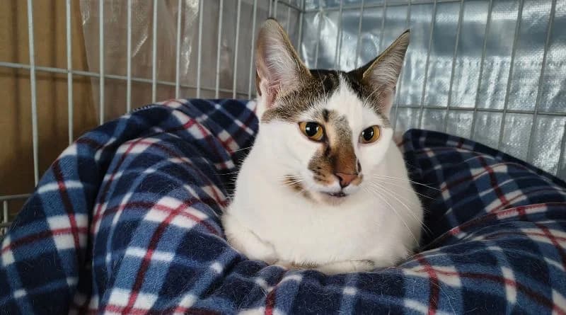 Willow, male Mixed Breed for adoption at APROP Animal Shelter Pego