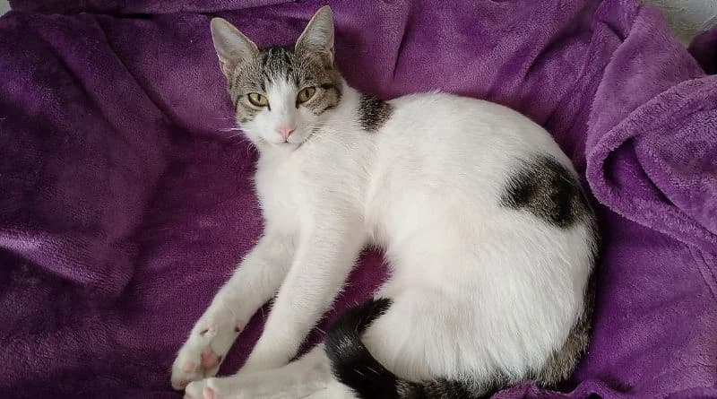 Willie, Mixed Breed (APROP Animal Shelter Pego)