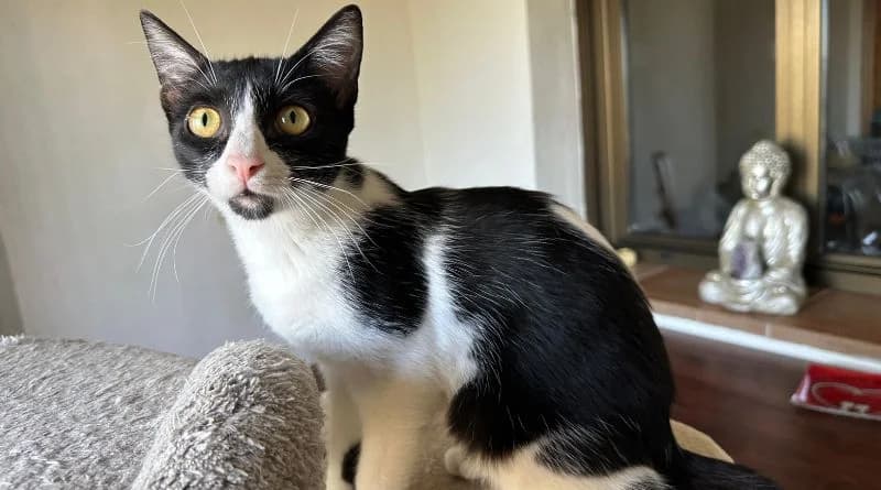 Walta, Mixed Breed (APROP Animal Shelter Pego)