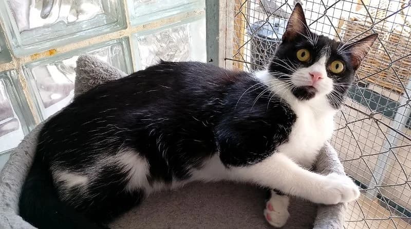 Winnie, Mixed Breed (APROP Animal Shelter Pego)