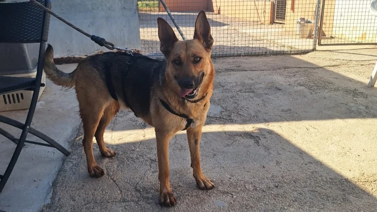 Lara, Mixed Breed (APROP Animal Shelter Pego)