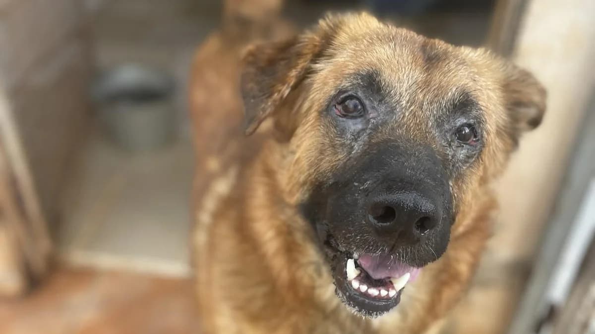 Thor,  (APROP Animal Shelter Pego)