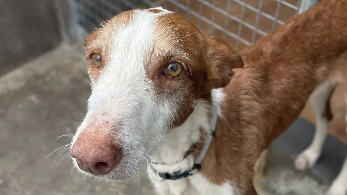 Tommy, Mixed Breed (APROP Animal Shelter Pego)