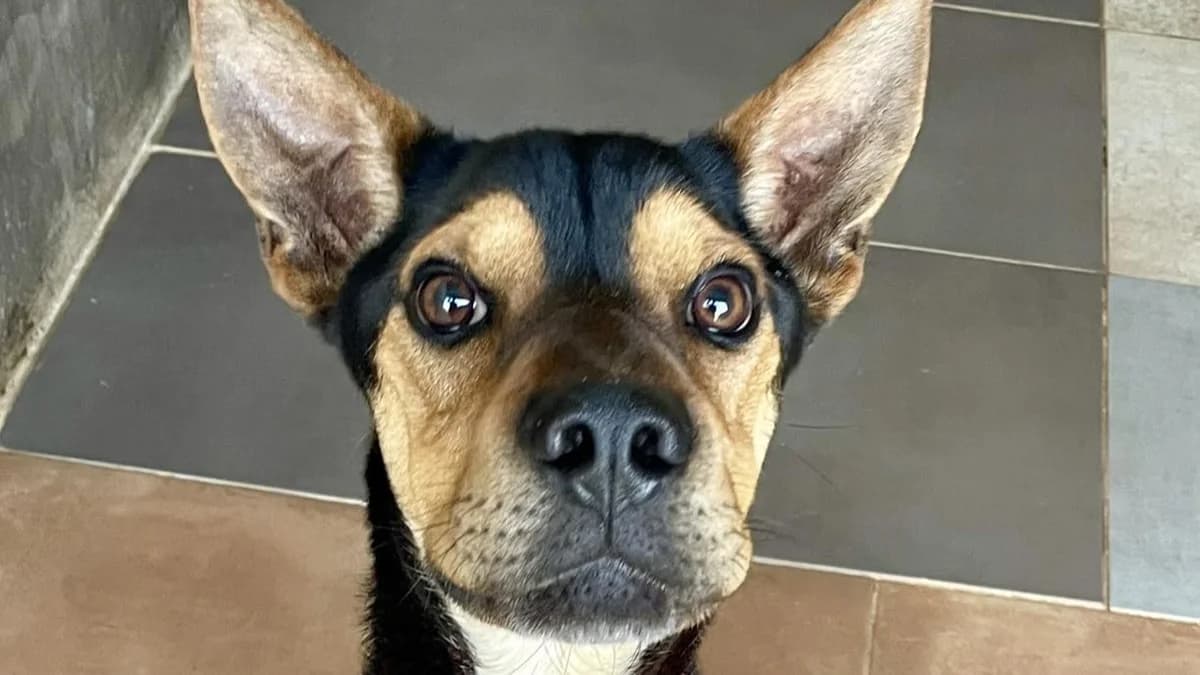 Sort, Mixed Breed (APROP Animal Shelter Pego)
