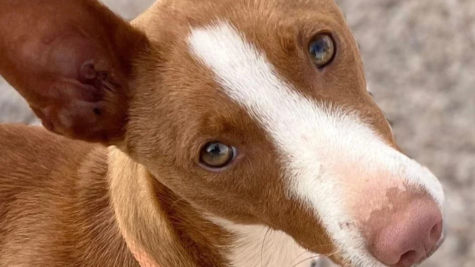 Denis, Mixed Breed (APROP Animal Shelter Pego)