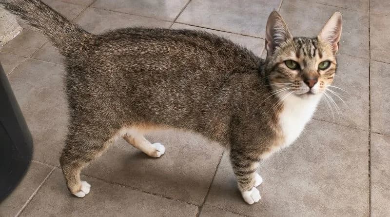 Woody, female Mixed Breed for adoption at APROP Animal Shelter Pego