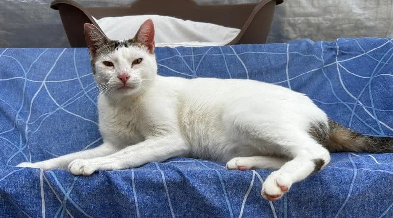 Splodge, male Mixed Breed for adoption at APROP Animal Shelter Pego