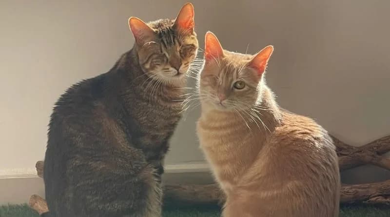 Simon & Edo, male Mixed Breed for adoption at APROP Animal Shelter Pego