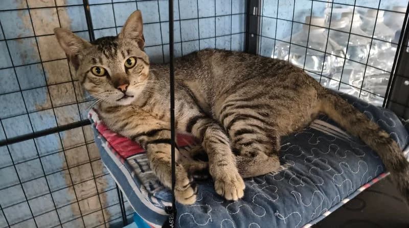 Tigret, male Mixed Breed for adoption at APROP Animal Shelter Pego