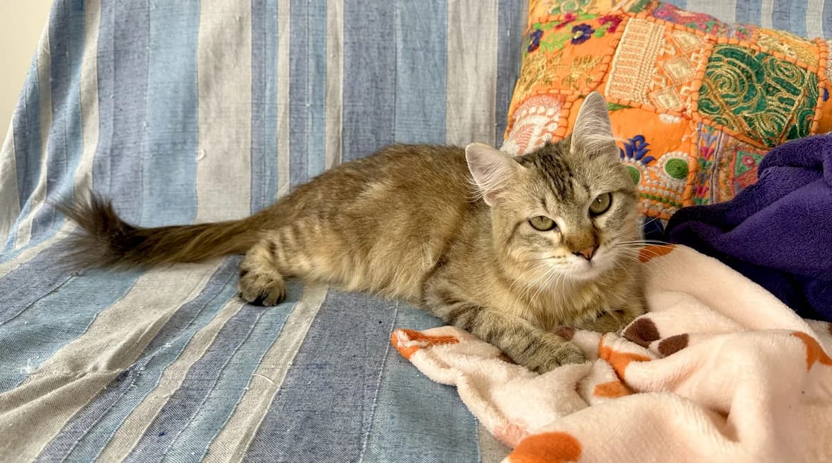 Koa, male Mixed Breed for adoption at APROP Animal Shelter Pego