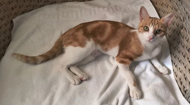 Dámaris, Mixed Breed (APROP Animal Shelter Pego)