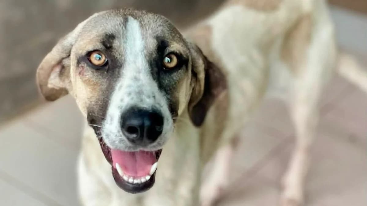 Ami, female Mixed Breed for adoption at APROP Animal Shelter Pego